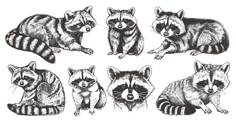 Raccoon vector art set, vintage engraved illustration, wild pet line collection, isolated sketch, ink drawing, raccoon design, nature art, wildlife illustration, animal collection