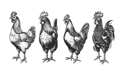 Vintage vector engraving, rooster illustration, isolated chicken set, hen bird silhouette, farm fowl, black and white ink sketch, cock art, hand drawn rooster, farm animals, poultry © aura studio