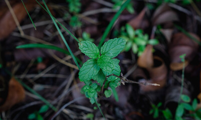 green leaves of mint