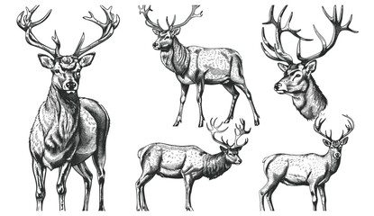 Ink sketch of isolated deer set, vintage vector engraving, northern reindeer silhouette, stag illustration, black and white hand drawn art, wildlife design, forest scene, © aura studio