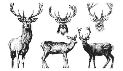 Vector illustration isolated stag silhouette, vintage engraving reindeer set, black and white ink sketch, northern deer background, hand drawn vector image, wildlife art