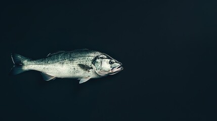 One Fresh Sea Bass Fish Isolated on a Black Background, Showcasing Its Sleek Body and Shiny Scales, Perfect for Seafood Photography