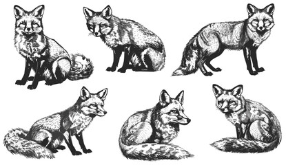 Vintage fox illustration, isolated hand drawn ink sketch, wild animal silhouette, black and white art, engraving, foxy animal, nature drawing, wildlife sketch, fox silhouette art