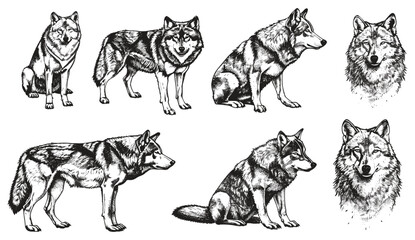 Black and white wild dog, gray wolf illustration, vintage engraving, isolated silhouette, hand drawn sketch, nature background, wilderness, wildlife art, animal ink design