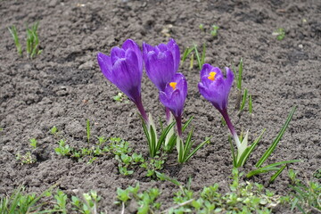 Flowers of four purple Dutch crocuses in April
