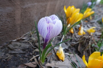 Amber yellow and purple and white striped flowers of Crocus vernus in April
