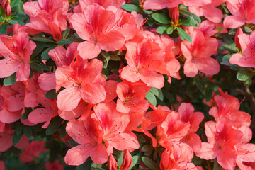 Red japan Azalea Ericaceae bush in full bloom, rhododendron flower macro, close up background....