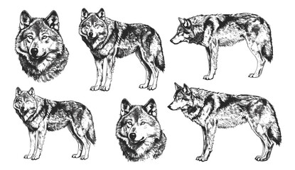 Vintage gray wolf vector illustration, wild dog silhouette, black and white ink sketch, isolated engraving, hand drawn art, animal design, nature sketch, wild animal drawing