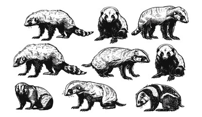 Ink sketch honey badger, ratel silhouette, vintage engraving, tropical animal illustration, hand drawn black and white art, isolated wildlife image, vector drawing