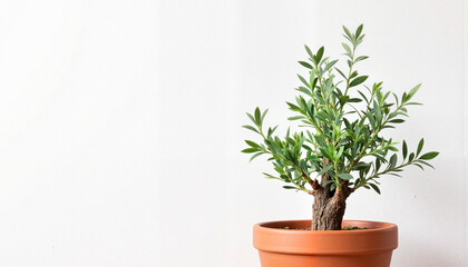 Fototapeta premium Potted olive tree against a plain white background