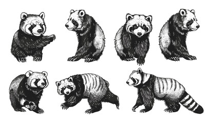 Vintage engraving red panda vector set, ink sketch illustration, Chinese bear background, animal silhouette, black and white hand drawn image, wildlife, retro design, mammal