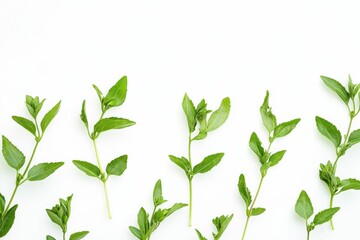 Obraz premium Stevia Leaves. Green Herb Leaves Isolated on White Background