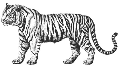 Vector engraving tiger set, black and white illustration, ink sketch, Africa wild cat, animal silhouette, detailed hand drawn image, exotic feline, jungle beast, wildlife art © aura studio