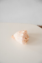 seashell lies on a white background