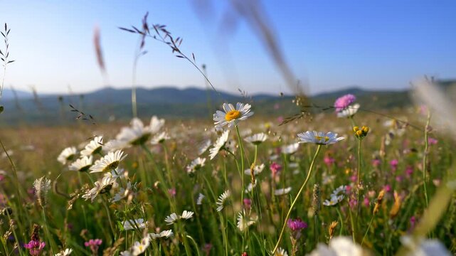 White daisy flowers field meadows. Camera moving through alpine flowering meadows in sunset lights. Vibrant wildflowers bloom in serene meadow under clear blue sky
