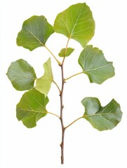 Tulip Poplar Tree in Autumn - Beautiful Botanic Nature on White Background