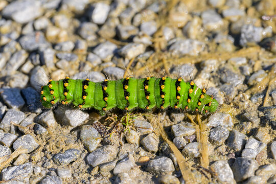 Caterpillar of a Small Emperor Moth crawling on the ground