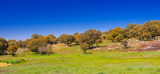 Fototapeta premium Agricultural Fields and Holm Oak Pasture, La Peña Village, Salamanca, Castilla y León, Spain, Europe