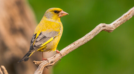 Greenfinch, Carduelis chloris, Mediterranean Forest, Castilla y Leon, Spain, Europe