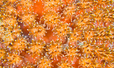 Boulder Coral, Stony Coral, Reef Building Corals, Coral Reef, Bunaken National Marine Park, Bunaken, North Sulawesi, Indonesia, Asia