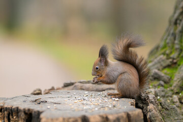 A Red Squirrel on a tree stump eating