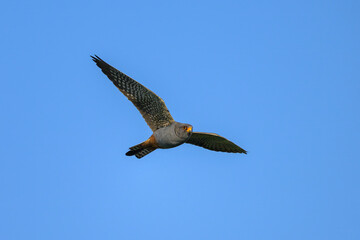A male red footed falcon in flight