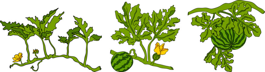 Watermelon colored illustration set. Watermelon fruit vector set. Illustration of watermelon freshness nature