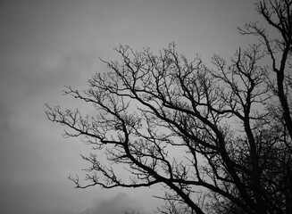 Low angle of tree against the sky
