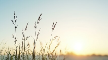 Fototapeta premium Serene sunrise over a tranquil field, with delicate grasses swaying gently in the morning breeze.