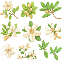 Collection of argan leaves and flowers in clip-art style
