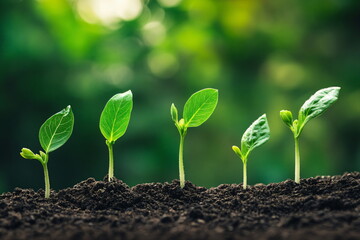Fototapeta premium Green seedling illustrating concept of new life and investment in agriculture.