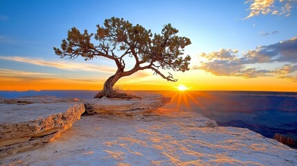 Lone Tree Silhouette at Sunset Over Rocky Landscape