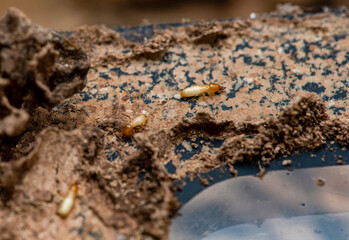 Close up of Termites Eating wood, (Termite damage house)
