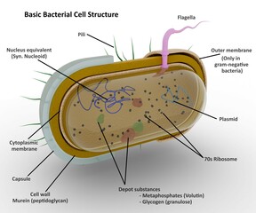 Basic bacterial cell structure.
