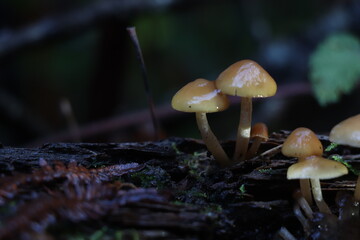 Champignons en Forêt