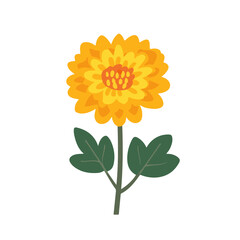 My Simple flat 2D icon orange chrysanthemum flowerisolated on transparent background, vector, flat design, animation design, simple flat 2D icon, clipart