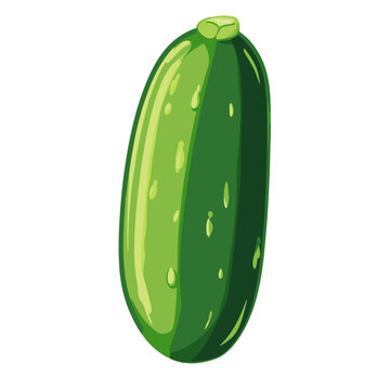 green zucchini vegetable isolated white background clip art preview