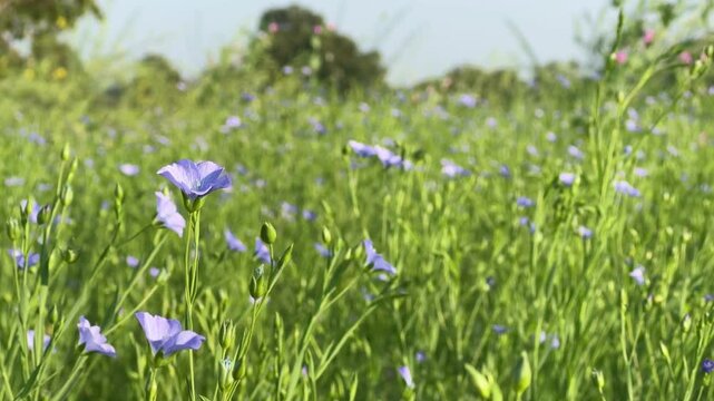 purple flex flower swaying gently in the flex farm