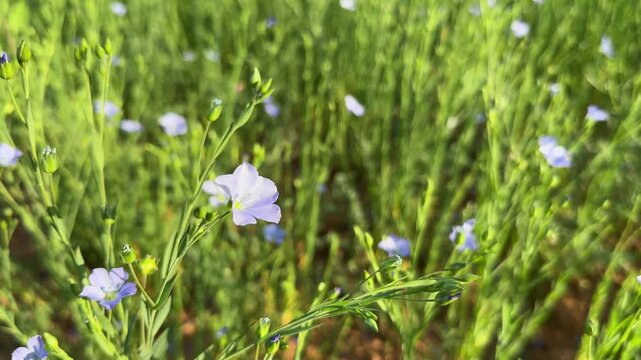 Flaxseed also known as common flax or linseed, is a flowering plant, Linum usitatissimum, in the family Linaceae.