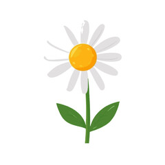 A Simple flat 2D icon white daisy branch with green leaf isolated on transparent background, vector, flat design, animation design, simple flat 2D icon, clipart