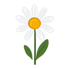 A Simple flat 2D icon white daisy branch with green leaf isolated on transparent background, vector, flat design, animation design, simple flat 2D icon, clipart