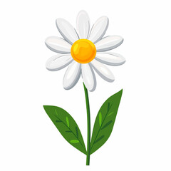 A Simple flat 2D illustration icon white daisy branch with green leaf isolated on transparent background, vector, flat design, animation design, simple flat 2D icon, clipart
