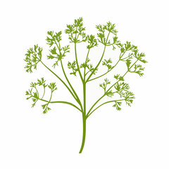 A Simple flat 2D illustration icon green dill branch isolated on transparent background, vector, flat design, animation design, simple flat 2D icon, clipart