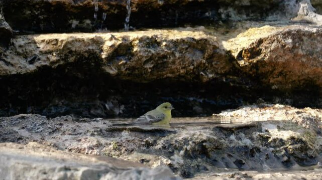 Lesser Goldfinch bathing in a pool of water in a waterfall - Spinus Psaltria