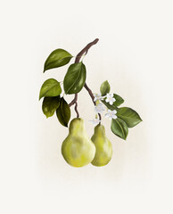 Pear branch with flower and leaves oil pastel illustration isolated on white. Hand draw blooming fruit tree branch label template