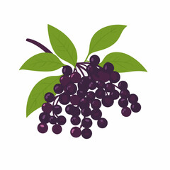 Very Simple flat 2D illustration elderberry isolated on transparent background, vector, flat design, animation design, simple flat 2D icon, clipart