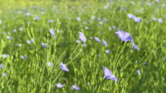 Closeup shots of flex seed flower, flex flower swaying gently with the wind