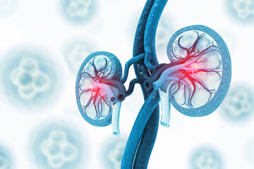 Human kidney medical diagram with a cross section, inner organ with arteries and adrenal gland, 3d illustration