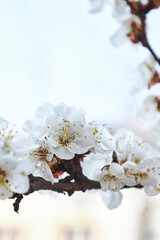 Blooming apricot tree, branch with white flowers. Coming of Spring