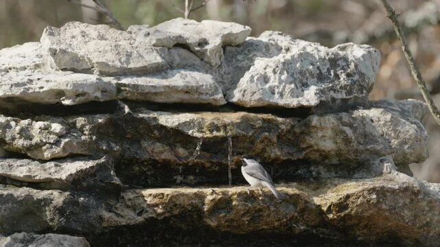 Carolina Chickadee drinking from a stream and flying away - Poecile carolinensis